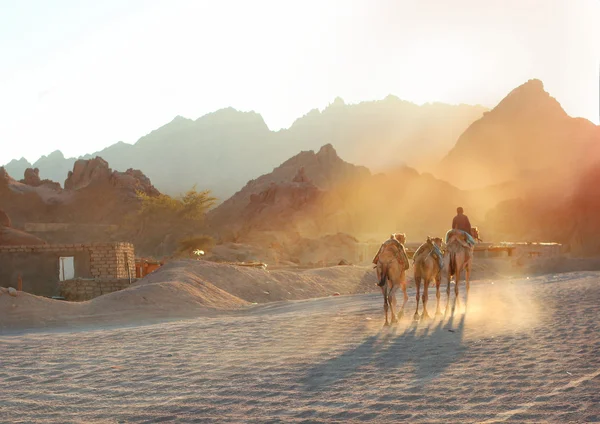 Apus de soare cu băiat și cămile în deșertul muntos egiptean — Fotografie, imagine de stoc