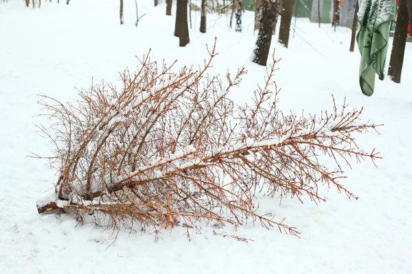 Árbol de Navidad muerto en la cintura después de la fiesta —  Fotos de Stock