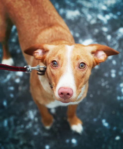 Cão, labrador, cães, cabelo, vermelho, animal, engraçado, retriever, língua — Fotografia de Stock