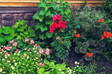 güzel yaz resmi şık çiçek açması gr köşesinde tasarlanmış