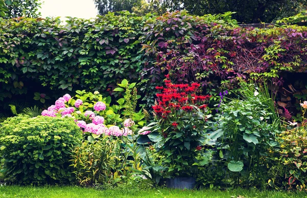 Beau lit de fleurs conçu d'été — Photo