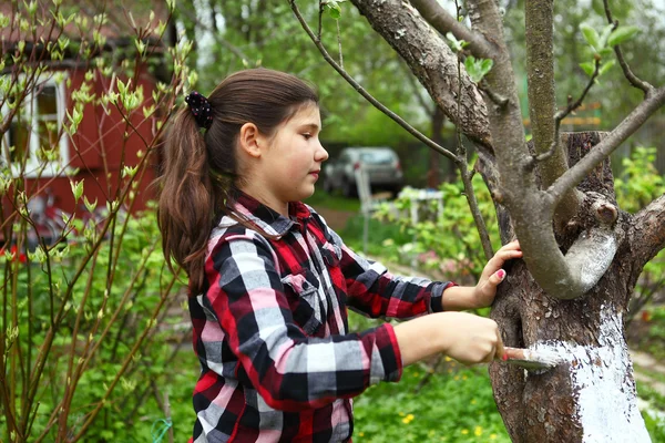 Beautiful preteen girl limewash the apple tree to save in agains — Stock Photo, Image