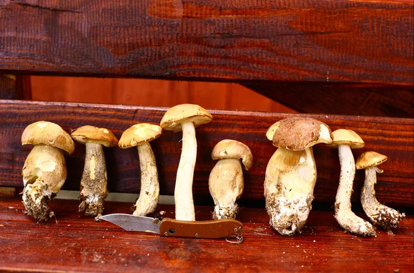 Hands hold mushrooms — Stock Photo, Image