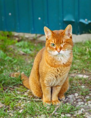 Kırmızı saçlı tek gözlü kedi açık portre