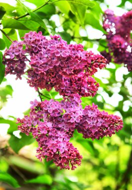 menekşe liliac çiçekler yaz yeşil zemin üzerine