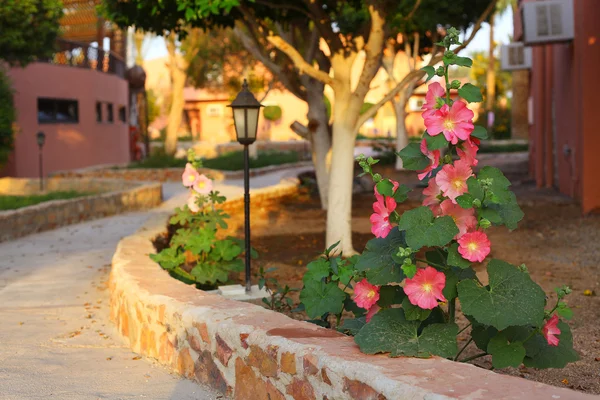 Bellissimo giardino tropicale con piante di fiori rosa e lig strada — Foto Stock