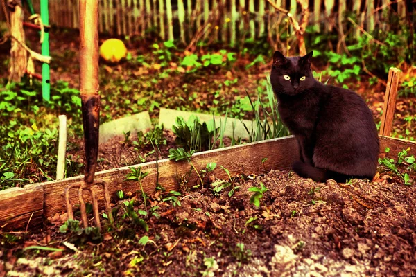 Gato preto no canteiro de sementes primavera — Fotografia de Stock