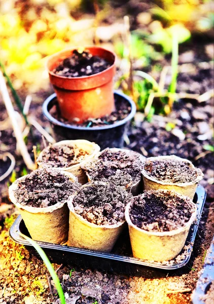 Macetas con tierra para brotes de jardín en el campo de primavera al aire libre — Foto de Stock