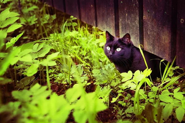Preto gato no grama e cerca aldeia verão fundo — Fotografia de Stock