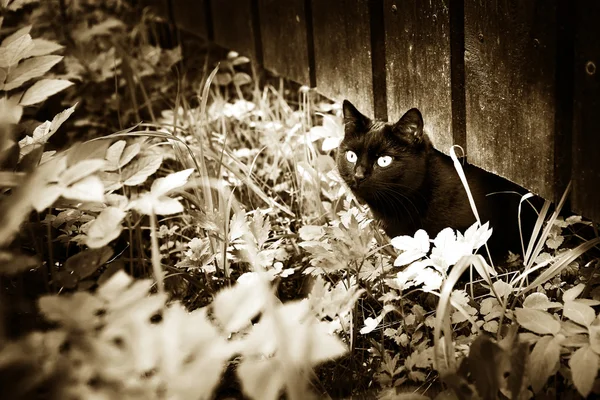 Gato negro en la hierba y cerca pueblo verano fondo negro — Foto de Stock