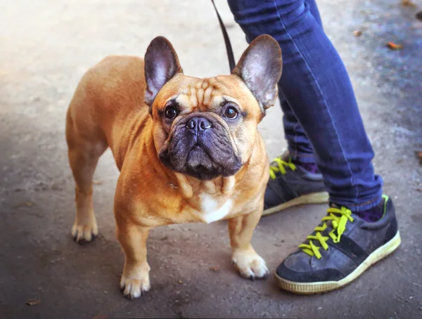 Forte e saudável jovem francês bulldog mail com o mestre wal — Fotografia de Stock