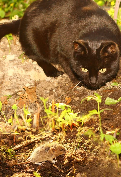 Preto gato caça boca no verão jardim — Fotografia de Stock