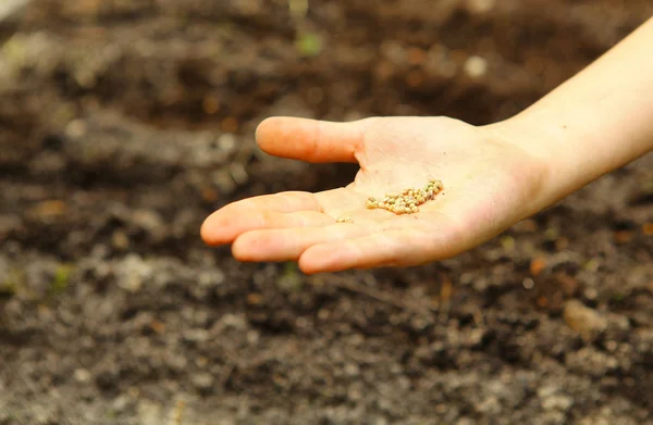 Hand with seeds on the seed bed background — Stock Photo, Image