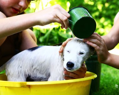 çocuklar yaz Bahçe zemin üzerine sarı havzasında sokak beyaz köpek yıkama