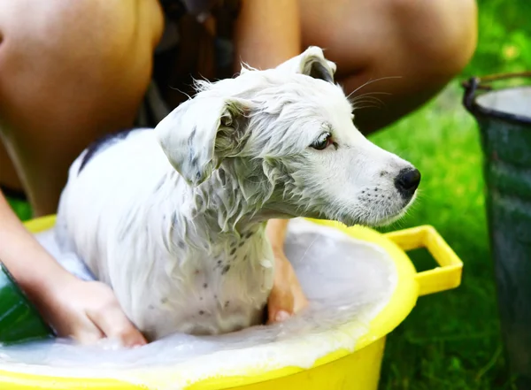 Enfants lavent chiot blanc errant dans un bassin jaune sur le fond du jardin d'été — Photo