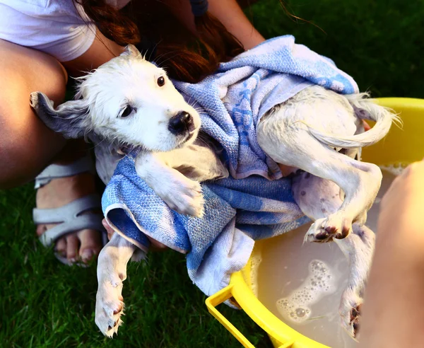 孩子们洗流浪的白色小狗狗黄色盆地夏季花园背景 — 图库照片