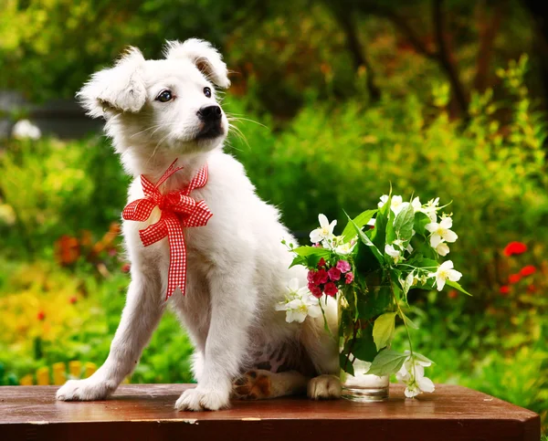 Bolyhos fehér kölyök, a nyári kerti háttérben jasmin és szegfű virág váza — Stock Fotó