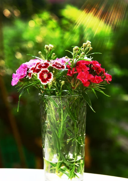 Bouquet décoratif oeillet sauvage sur le fond de jardin ensoleillé d'été — Photo