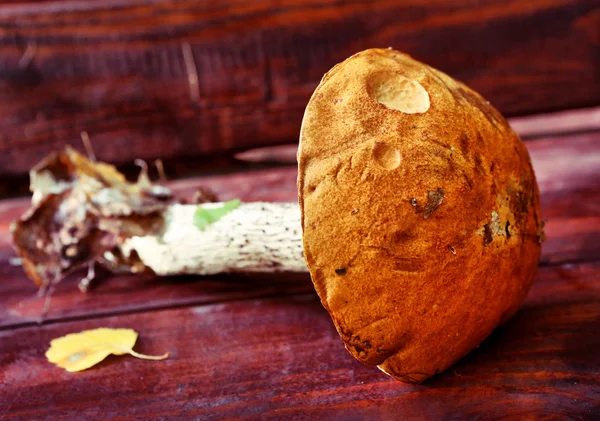 Orange-cup boletus fresh on the wooden country bench — Stock Photo, Image