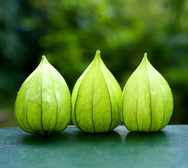 Drei grüne Physalis-Blumen auf dem Hintergrund des Gartens — Stockfoto