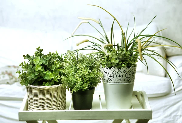 Hauspflanzen in weißen Töpfen auf dem Schlafzimmerhintergrund Stockfoto