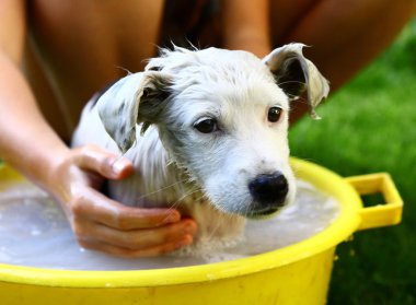 çocuklar sokak beyaz köpek yavrusu sarı Havzası yıkama 