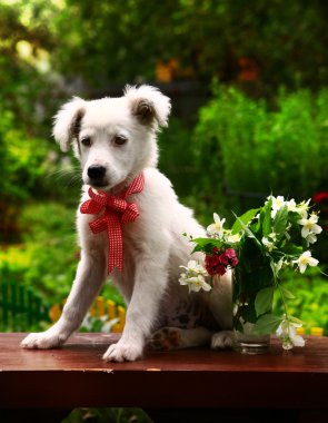 Vazo jasmin ve karanfil ile kabarık beyaz köpek yavrusu 