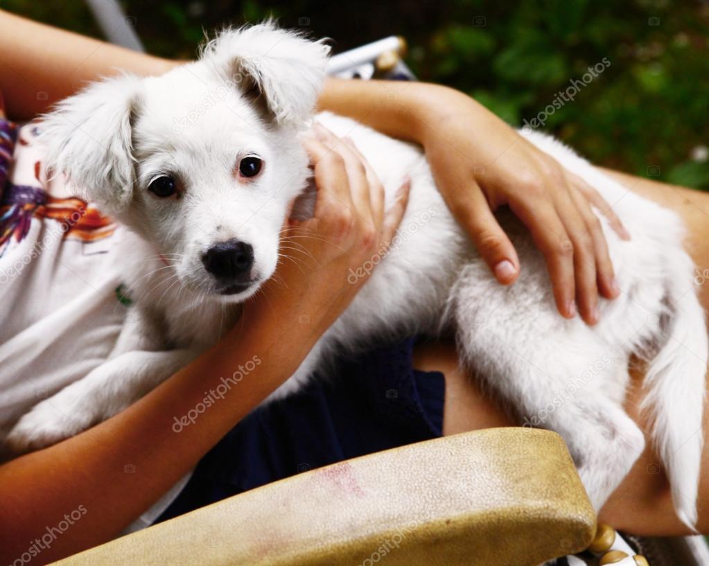 white puppy on human knees