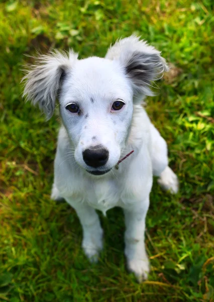 Cachorro branco no fundo verde verão — Fotografia de Stock