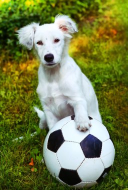  siyah ve beyaz balosu ile köpek yavrusu 