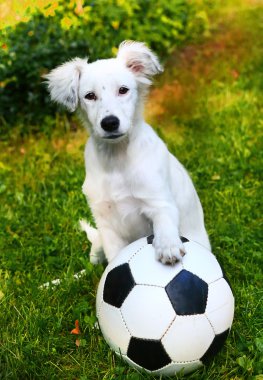  siyah ve beyaz balosu ile köpek yavrusu
