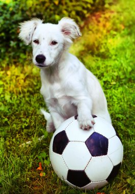  siyah ve beyaz balosu ile köpek yavrusu 