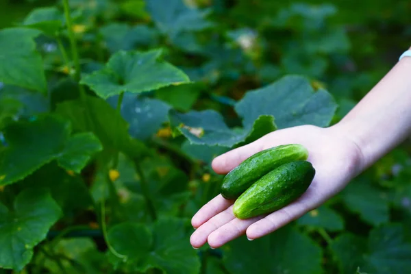 Mână umană cu castraveți pe fundalul plantelor verzi — Fotografie, imagine de stoc