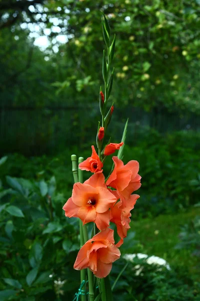 Orange gladiolus on the green garden background — Stock Photo, Image