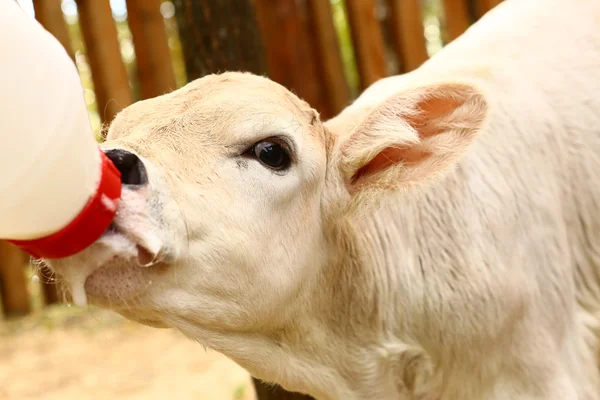 Bezerro branco beber leite de bollte mamilo — Fotografia de Stock