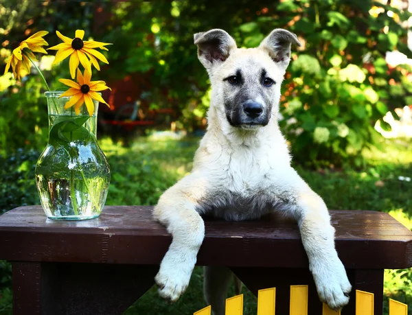 夏天花园背景上的花朵可爱的牧羊犬小狗 — 图库照片