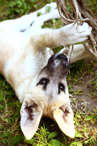 çoban köpek yavrusu çiğnemek yere düşen ip