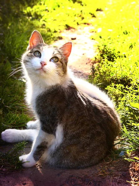 夏緑の日当たりの良い背景にかわいい猫 — ストック写真