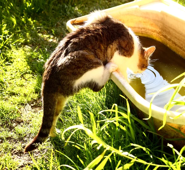 Cat try get to the water in old baby bath — Stock Photo, Image