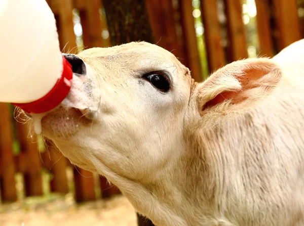 Weißes Kalb trinkt Milch aus Brustwarzen lizenzfreie Stockfotos