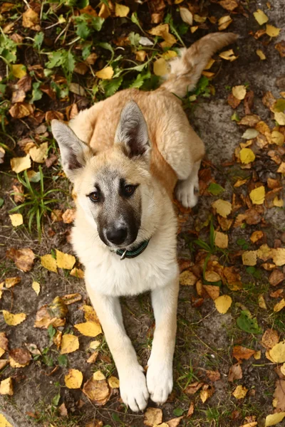 Pastore cucciolo sul terreno autunno caduta — Foto Stock