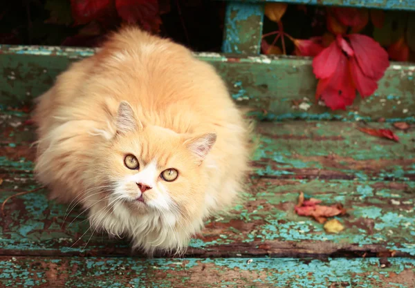 Gato persa no fundo do outono — Fotografia de Stock