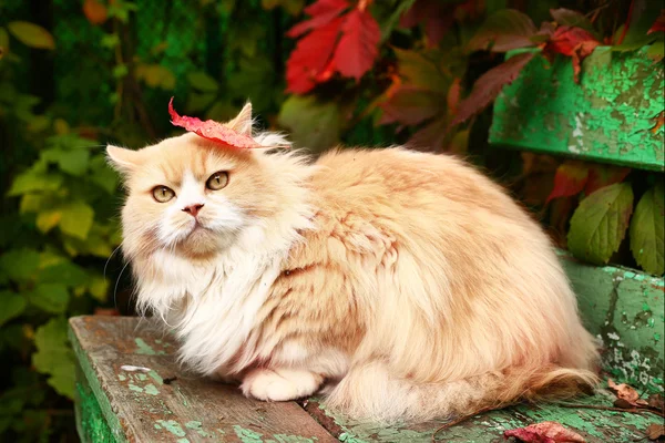 Perzische kat op de herfst achtergrond — Stockfoto