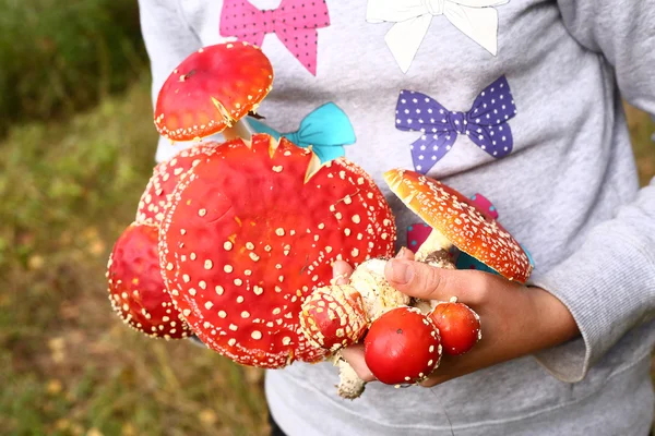 Fly agaric mushrooms in hands — Stock Photo, Image