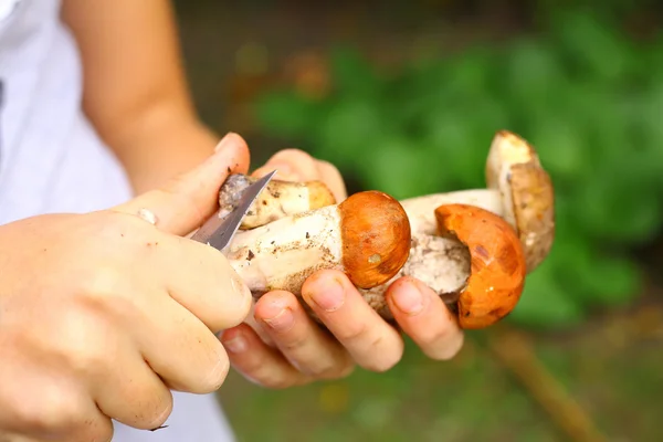 Handen met rode GLB paddestoelen en mes — Stockfoto