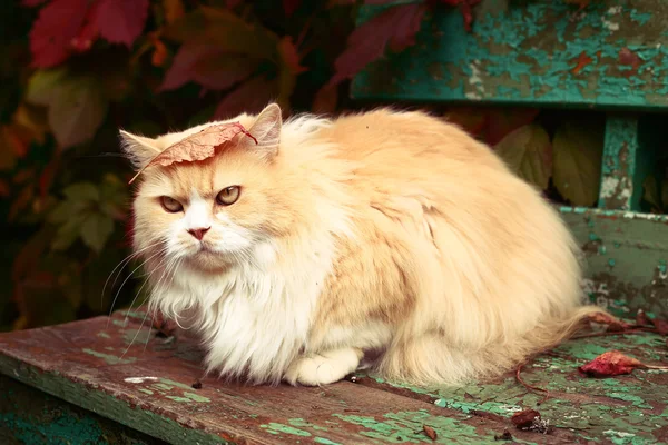 Perzische kat op de herfst achtergrond — Stockfoto