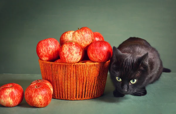 Schwarze Katze und rote Äpfel auf blauem Hintergrund — Stockfoto