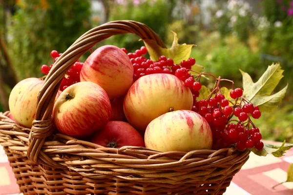 Äpfel und Viburnum-Beeren auf herbstlichem Hintergrund — Stockfoto