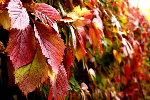 Herfst wild druif rode bladeren op de groene afdekking — Stockfoto