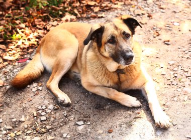 büyük sokak köpeği sonbahar yere yat